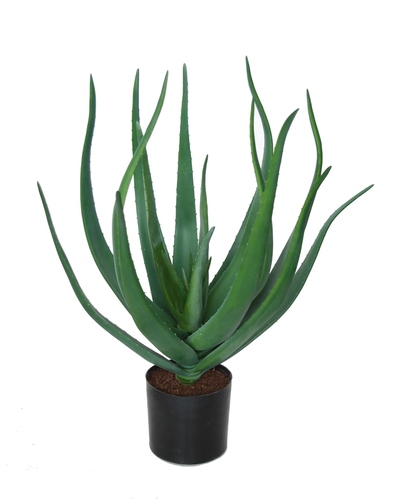 Aloe Vera w pot 60 cm Green