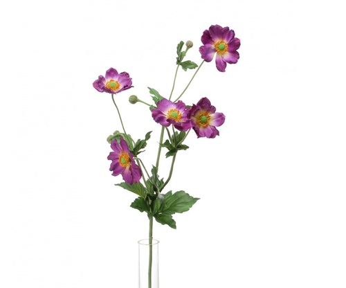 anemone viola