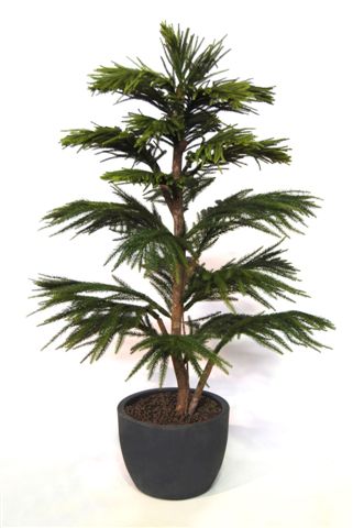 Araucaria_Multistep_150_cm_Green_V_1511A02