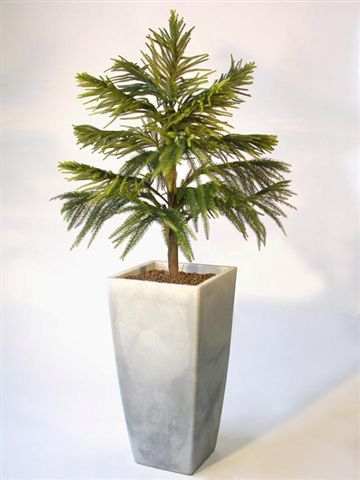 Araucaria_Multistep_170_cm_Green_V_1511A01