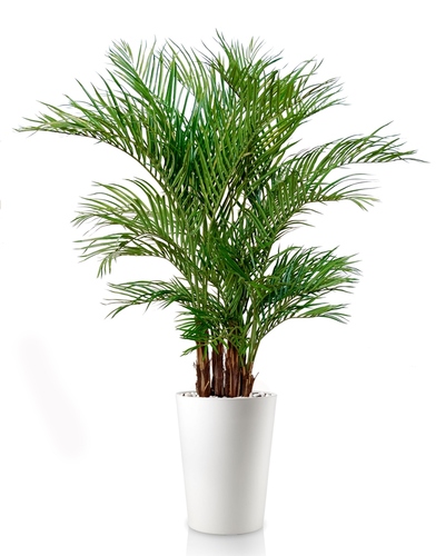 Areca Lux  Green 