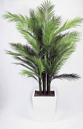 Areca palm pianta intera passionecretiva