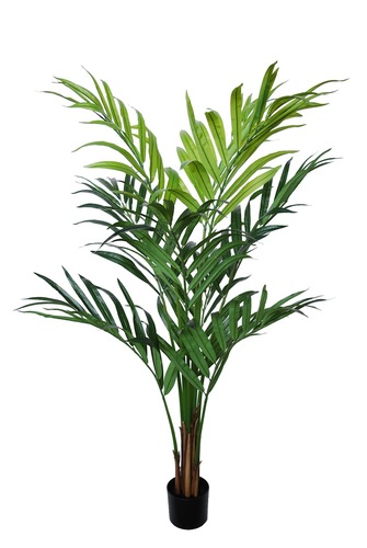 Areca Palm w pot 160 cm Green