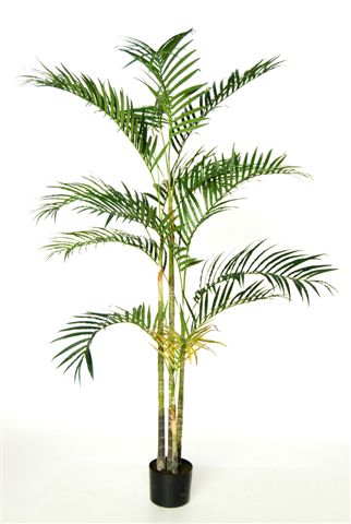 Areca_Palm_x_4_210_cm_Green_4514GRN