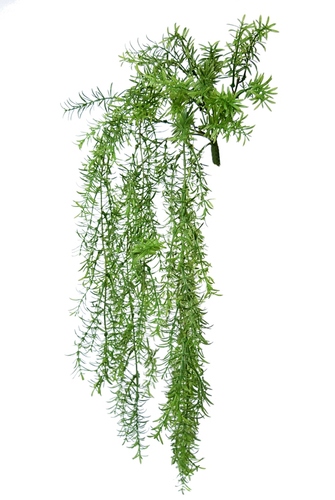 Asparagus Bush 60 cm Green