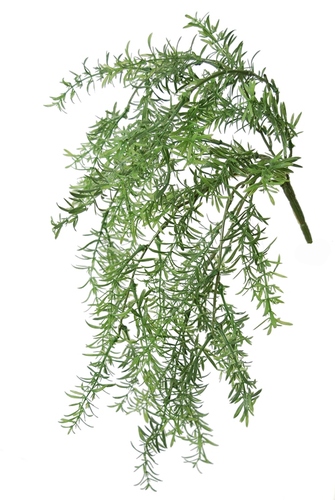 Asparagus Mini Bush 40 cm Green 