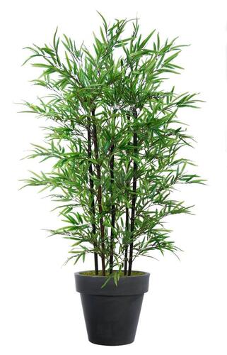 Bamboo Black Arrangement x 5 170 cm Green