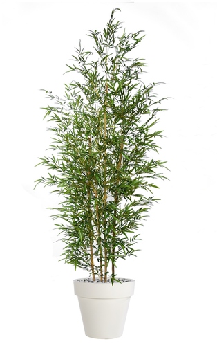 Bamboo Cespuglio 240 cm Verde