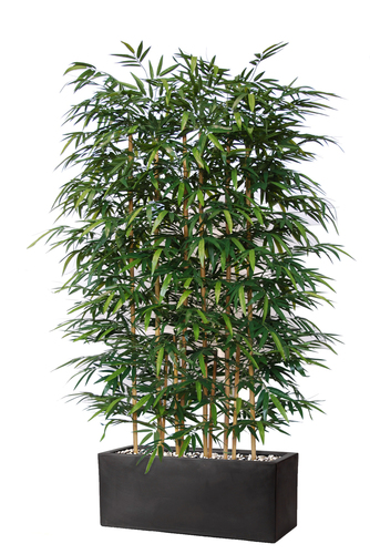 Bamboo barriera h 210 cm