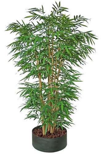 BAMBOO GIANT FOREST GREEN H 260 Cm