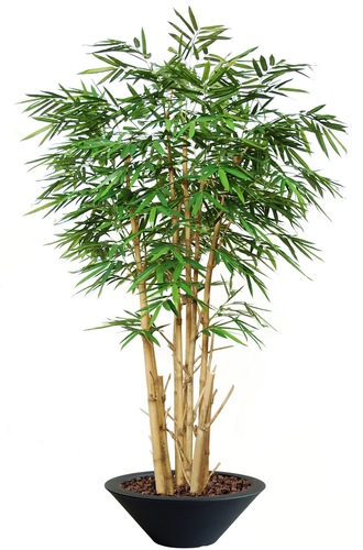 BAMBOO GIGANTE CESPUGLIO VERDE H 260 Cm