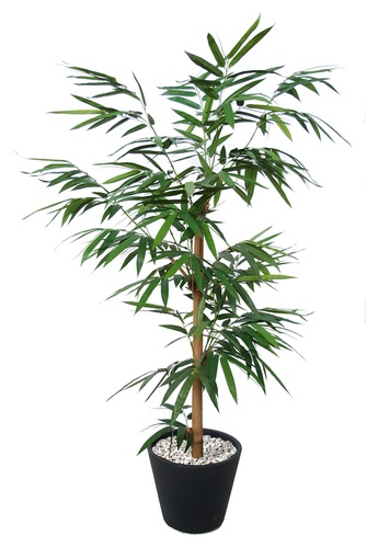 BAMBOO GIGANTE SINGOLO VERDE H 180 Cm