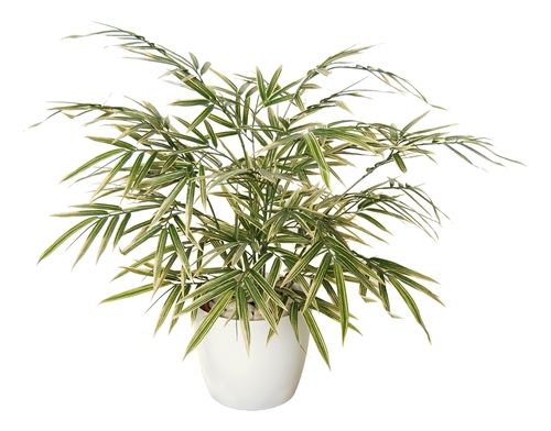 Bamboo Japanese Bush 60 cm Variegated