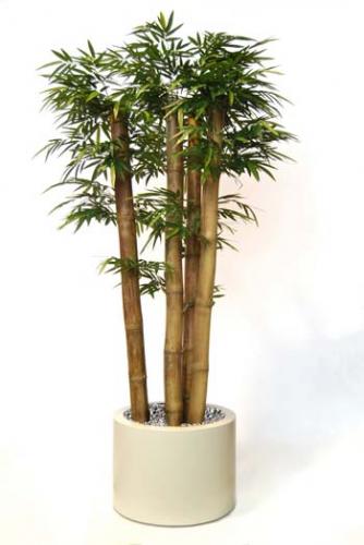 Bamboo_Jumbo_x_4_canne diam 10_250_cm_