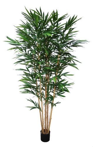 Bamboo Royal w pot 240 cm Green