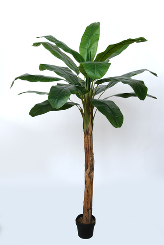 Banana Tree w pot  200 cm Green 