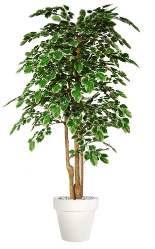 Beech Upper 200 cm Variegated 