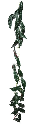 Begonia Garland 170 cm Geen Red