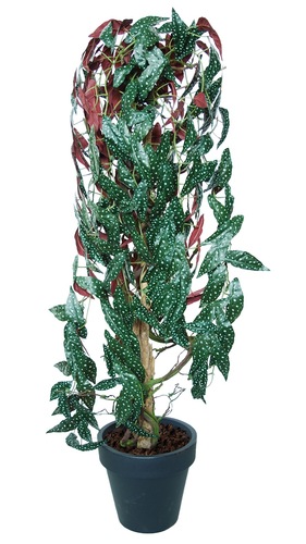 Begonia Plant 190 cm Green