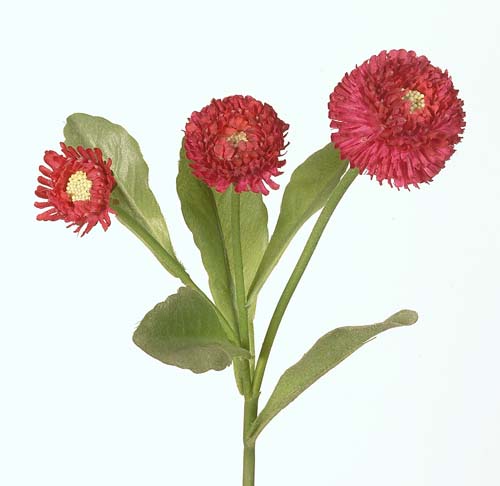 Bellis_Stem_24_cm_Red_1227289[1]