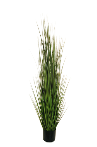 BLADE OF GRASS IN PLASTIC POT D. 15 CM, H. 15 CM, 150 CM.