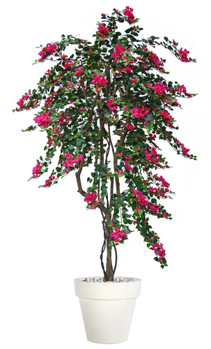 Bouganvillea Twisted Tree 240 cm Fuchsia 