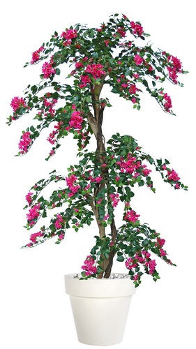 Bouganvillea Twist 220 Cm