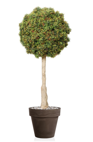 Boxwood Mini Topiary Ø 55 h 140 cm Green