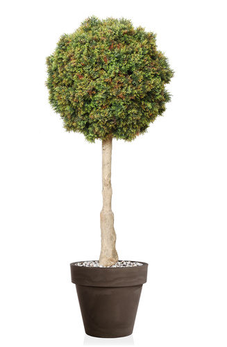 Boxwood Mini Sculpture Ø 55 h 140 cm Green