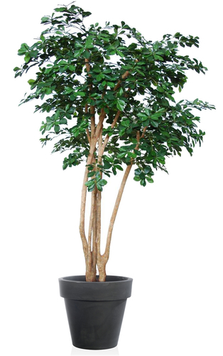 Buxifolia Upper 220 cm Verde