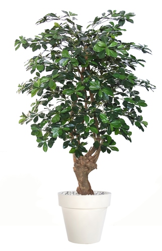 Buxifolia Malabar 150 cm 
