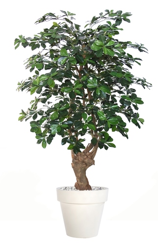 Buxifolia Tonic 150 cm 