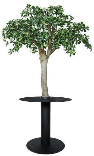 Buxifolia Tavolo Tree d 150 h 220+70 cm