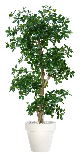 Buxifolia Japanese 180 cm Verde/Variegato
