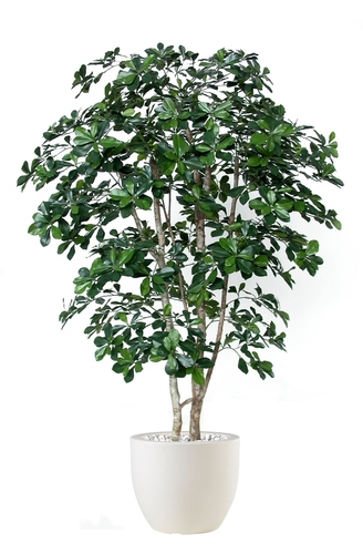Buxifolia Natural Style 180cm