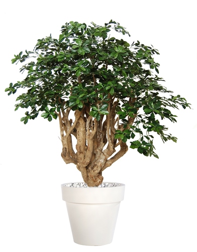 Buxifolia Giant 180 cm Green