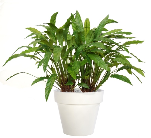 Calathea Bush Luxury 100 cm Verde 