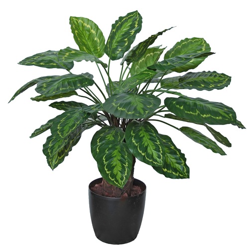 Calathea Country Plant 80 cm Green Yellow