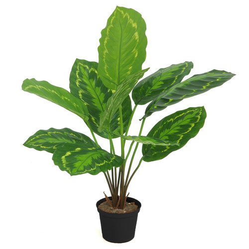 Calathea Plant w pot 45 cm Green yellow 5644GYE