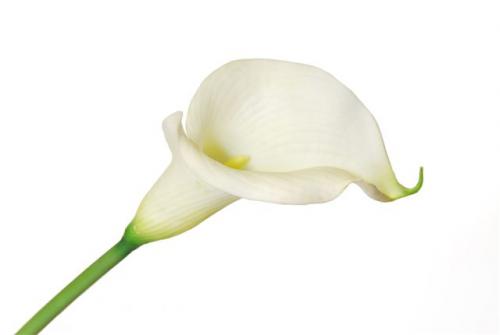 Calla_Large_80_cm_bianco