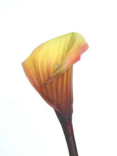 Calla_Lily_Large_90_cm_Yell_-Brown_1197439