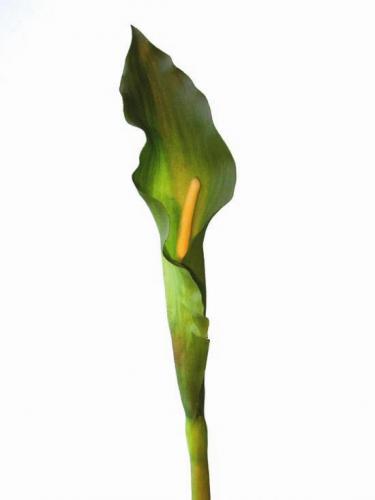 Calla_Supreme_Med_100_cm_Green_1083153