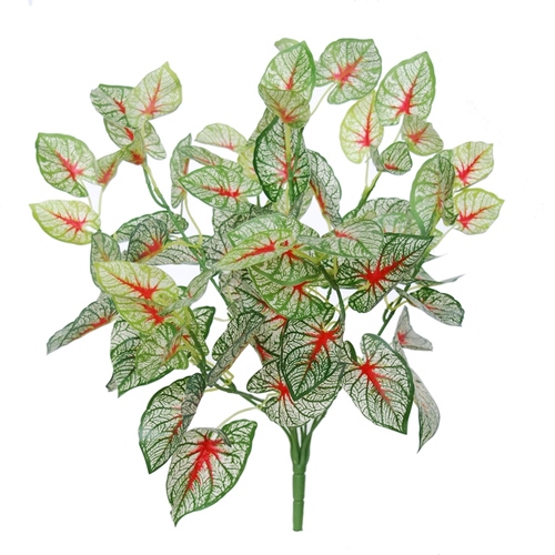 Calladium Bush 48 cm Green Red 