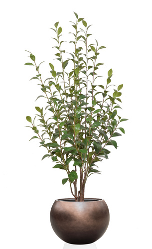 camelia