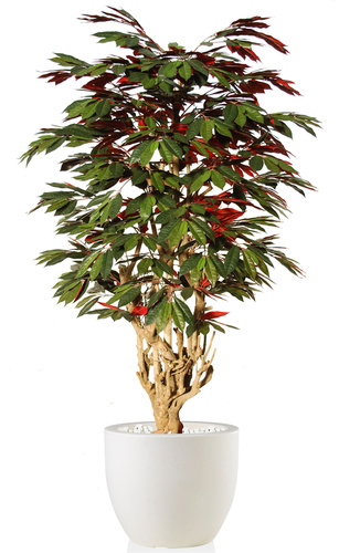 Capensia Malabar 180 cm Verde/Rossa