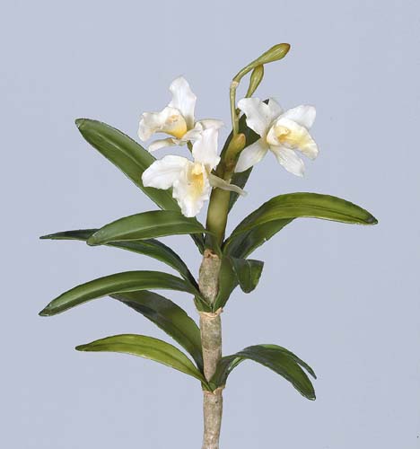 Cattleya_Rex_Pick_30_cm_White_1440346