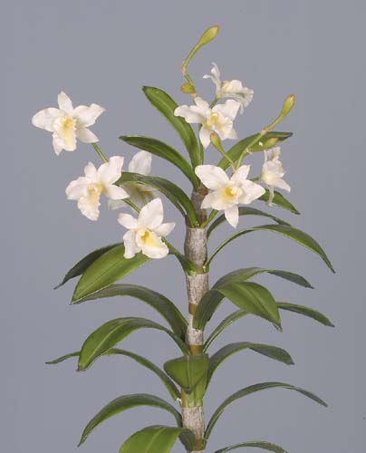 Cattleya_Rex_Plant_60_cm_White_1442346