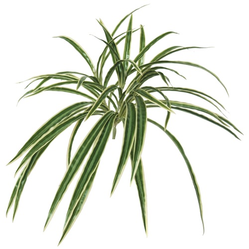 Chlorophytum 30 cm Variegated