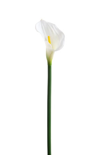 Calla 74 cm