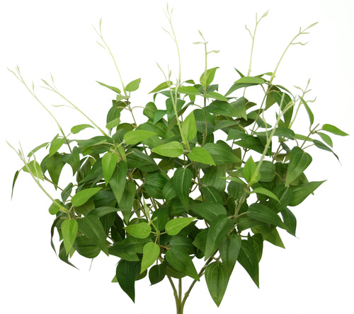 Clematis Bush 50 cm Green 